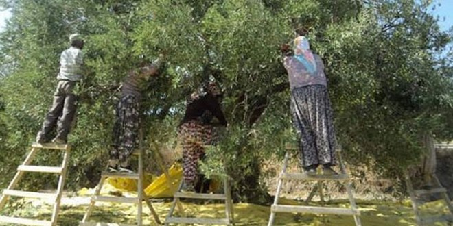 Edremit te Zeytin Hasadı Başladı