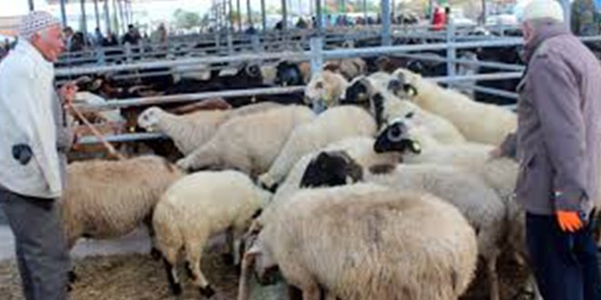 Konya da Hayvanlar Görücüye Çıktı