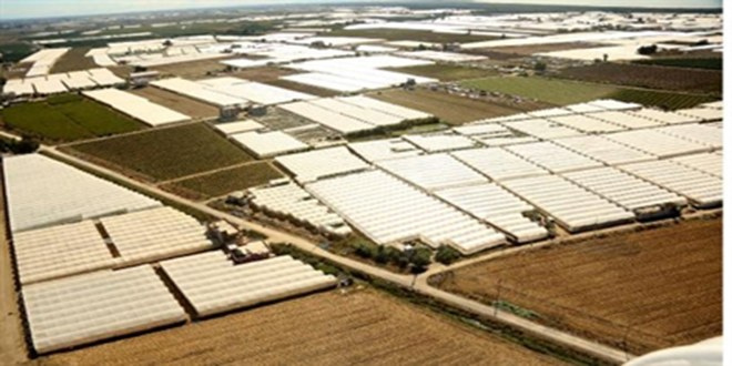 Mersin de Örtü Altı Üretim Alanı Yüzde 48 Arttı