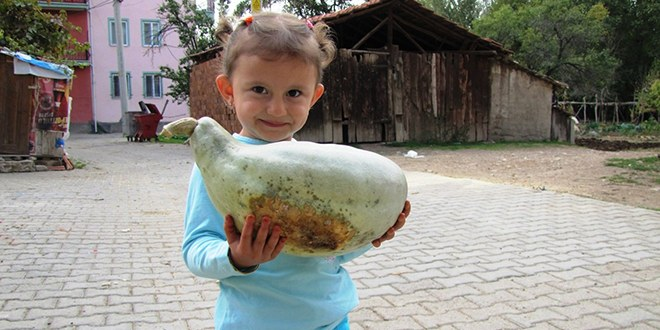 Ördeğe Benzeyen Kabak Görenleri Şaşkına Çevirdi