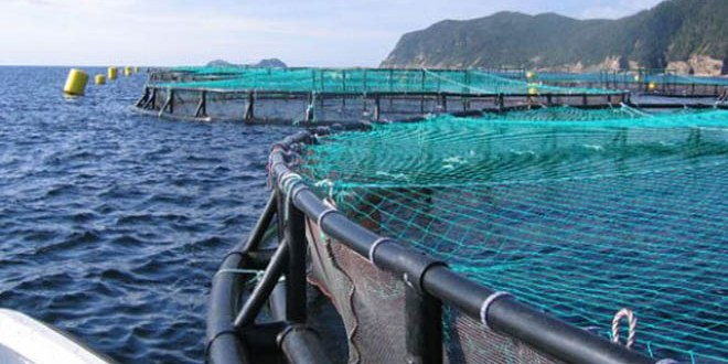 Türkiye nin İlk Su Ürünleri Organize Bölgesi İzmir de Kuruluyor