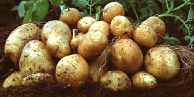 Ardahan da Patates Hasadı Başladı