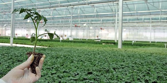 Mersin de Örtü Altı Üretim Alanı Yüzde 48 Arttı