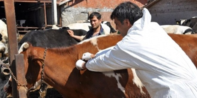 Hanönü nde Büyükbaş Hayvanlara Şap Aşısı