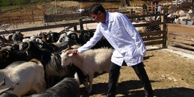 Bilecik Belediyesi nden Hayvan Pazarında Denetim