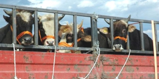 Eskişehir de Kaçak Kurbanlık Operasyonları