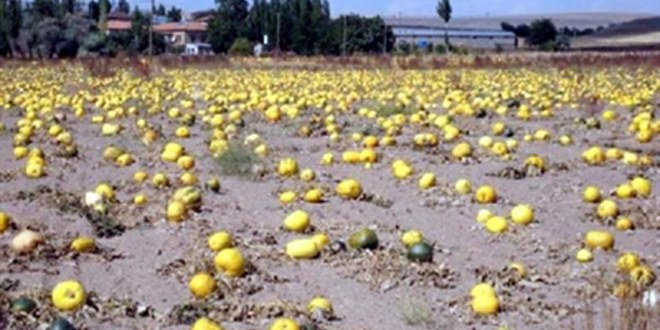 Kayseri de Kabak Çekirdeği Hasadı Başladı