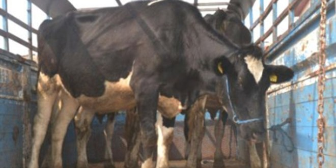 Kırklareli nden İstanbul a Kurban Sevkıyatı