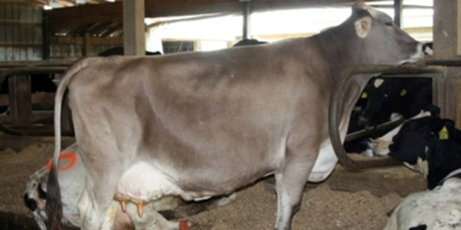 Kurbanlıklarda Yerli Irk Talebi Fiyatları Yükseltti