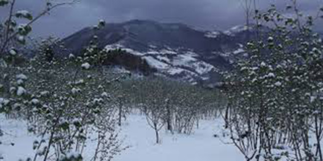 Meyve Bahçelerinde Eksik Hasar Tespiti