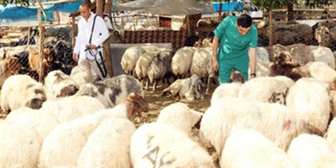 Seyhan da Kurbanlık Koyunlara Gebelik Testi