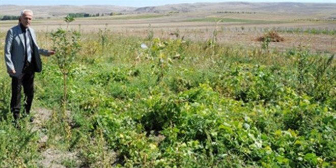 Yozgat ta Alternatif Ürün Çeşitlendiriliyor