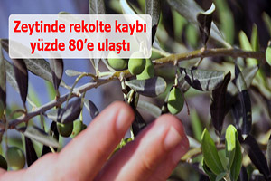 Zeytinde rekolte kaybı yüzde 80 e ulaştı