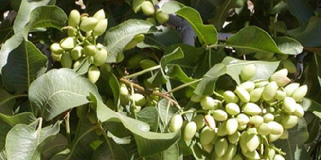 Elbeyli ye Antepfıstığı Kapama Bahçesi Tesis Edilecek