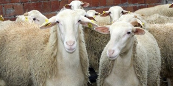 Halk Elinde Küçükbaş Havyan Islahı Projesi