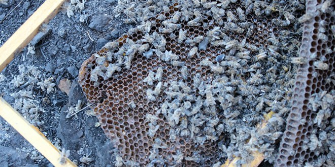 Binlerce Arı Telef Oldu