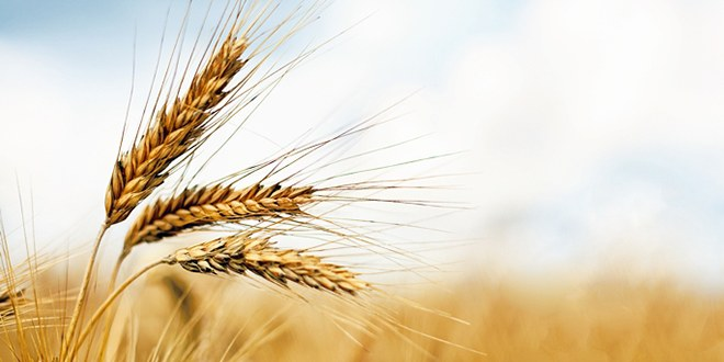 Buğday stoğu 5 yılın en yüksek düzeyine ulaşacak