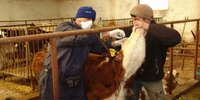 Dörtyol da 5 Bin Büyükbaş Hayvana Aşı