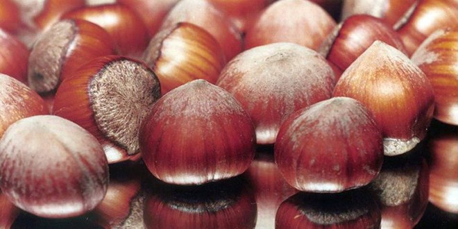 3 Bin 850 Ton İç Fındık İhraç Edildi