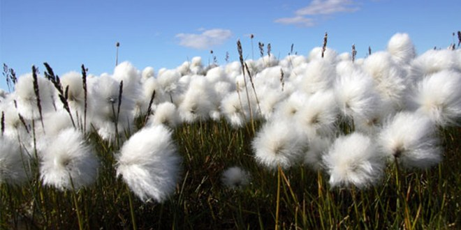 Türkiye de İyi Pamuk Üretimi Yaygınlaşıyor
