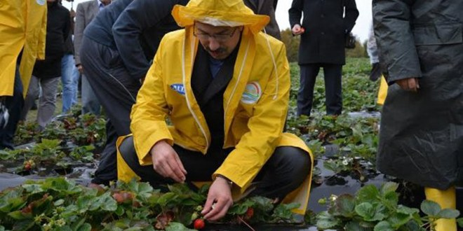 Kabadüz de Tarla Günü