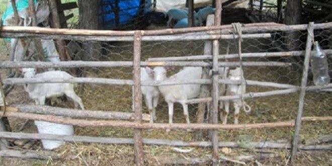 Kuduz Tilki Yüzünden Köy Karantinaya Alındı