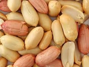 Mersin de yer fıstığı hasadına başlandı