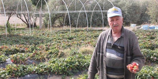 Nevşehir de Kış Aylarında da Çilek Yetiştirilecek