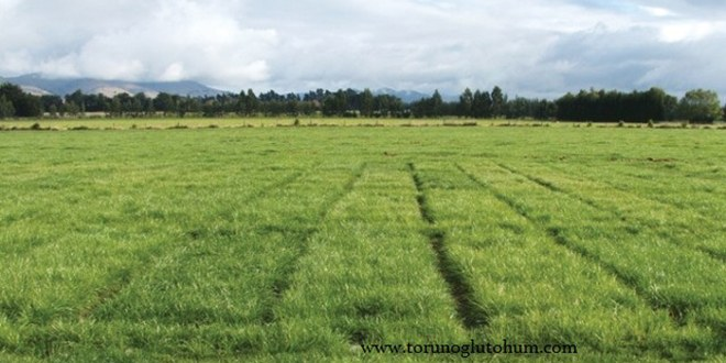 Bakanlık 1 9 Milyon Hektar Alanı Meraya Dçnüştürdü