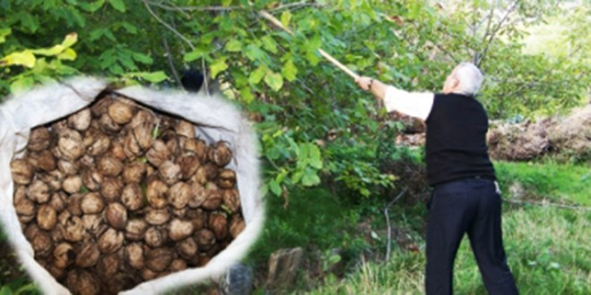 Cevizde Üretim Düştü Fiyat Katlandı Vatandaş Cevizi Artık Taneyle Alıyor