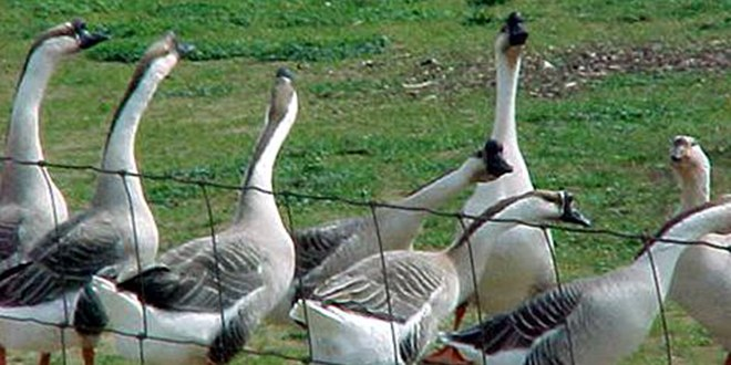 Çin Kazı Kars ta Sofraları Süsleyecek