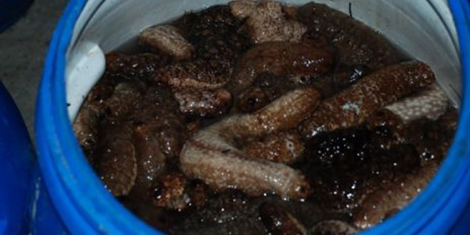 Deniz Patlıcanı Avcılığına Son