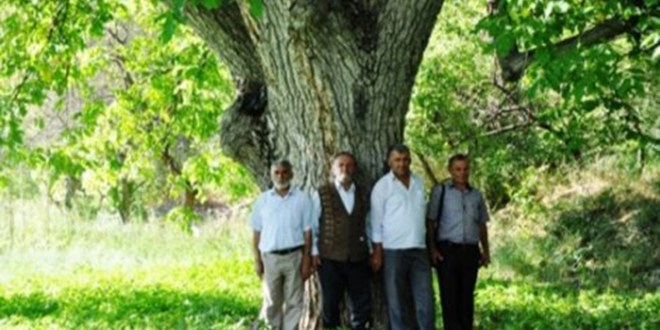 Asırlık Ceviz Ağaçları Zamana Meydan Okuyor