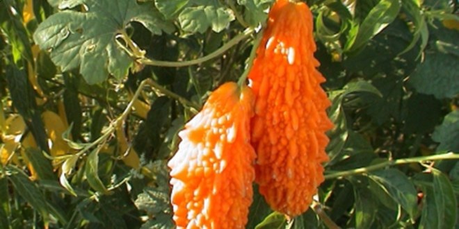 Meyve Deposu İlçeye Alternatif Ürün Kudret Narı