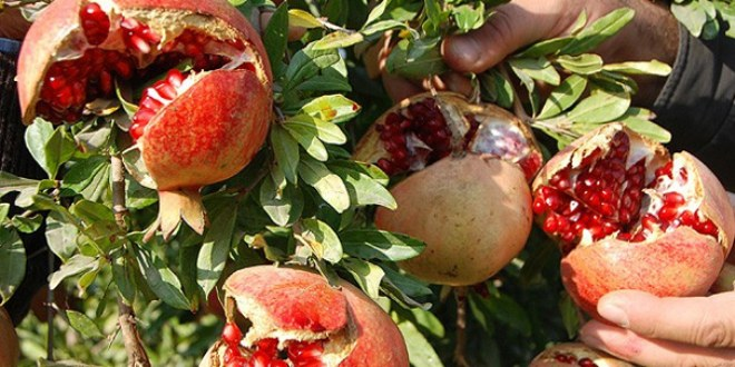 Narın kabuğu suyundan daha şifalı