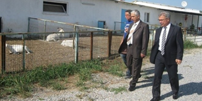 Saruhanlı da Saanen Keçi Üreticiliği Gelişiyor