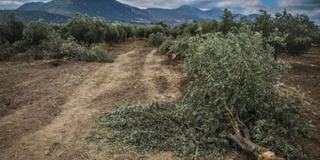 Soma da Zeytin Arbedesi