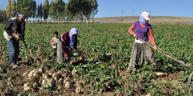 Tarım Yüzde 37 Kadın Yüzde 17 Erkek Eliyle Yapılıyor