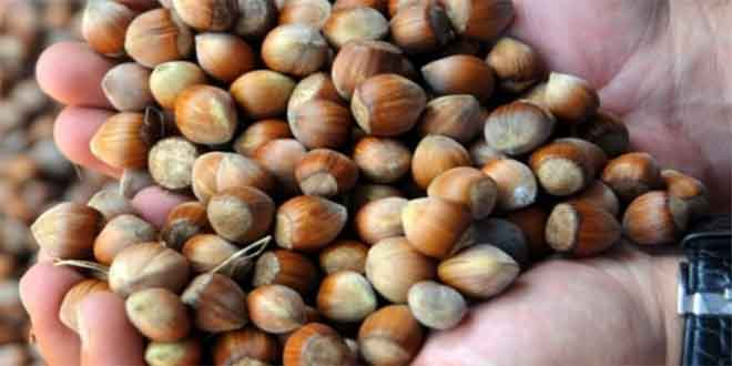 Dünya Ucuz Gürcü Fındığına Yöneldi