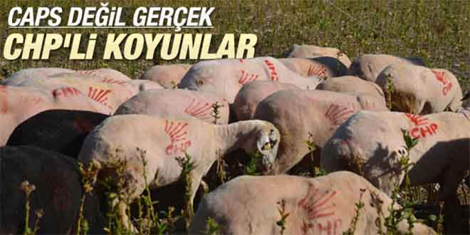 Koyunlarını bile CHP li yaptı