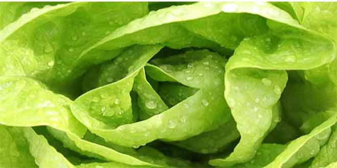 Aydın Çine den Rusya ya Marul İhracatı