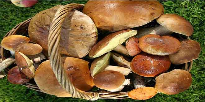 Epçin Mantarı Demircili Çiftçilerin Geçim Kaynağı Oldu