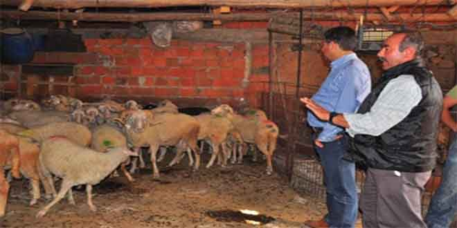 Manisa da Mavi Dil Hastalığı Alarmı