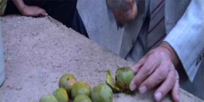 Muş ta Kar ve Don Ceviz Üreticisini Vurdu