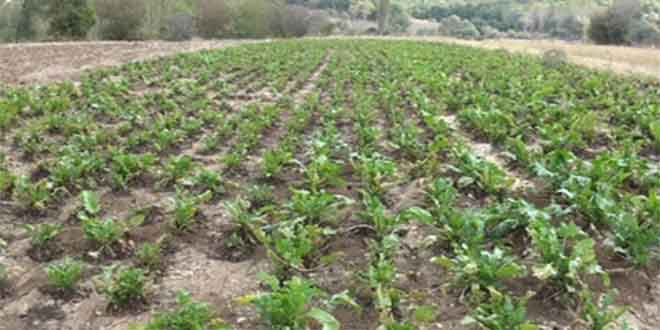 Kırklareli nde Pancarın Tarladan Sofraya Pekmez Yolculuğu