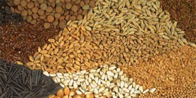 Gaziantep te Sertifikalı Tohuma Çiftçi İlgisi