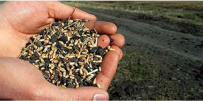 Sertifikalı Tohum Desteği İçin 3 Bin 500 Çiftçi Başvurdu