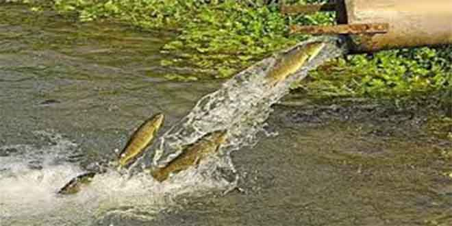 AB Türk Alabalığına Antidamping Uygulaması Başlattı