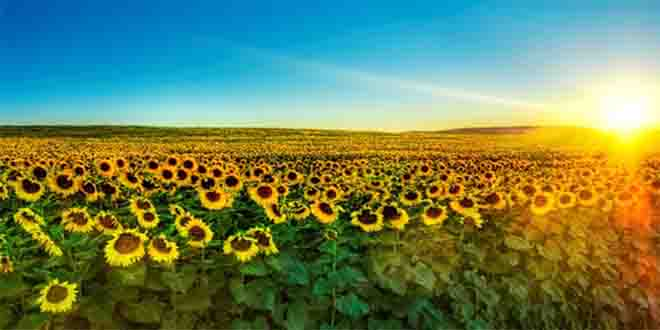 Geliştirilen Özel Ayçiçeği Gübresiyle Yüksek Bir Verim Sağlandı