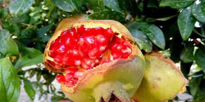 Ayvacık ta Dalında Çatlayan Nar Meslek Sahibi Yaptı